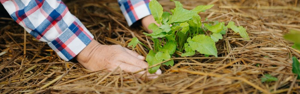 Basic Autonomy featured How to mulch a garden