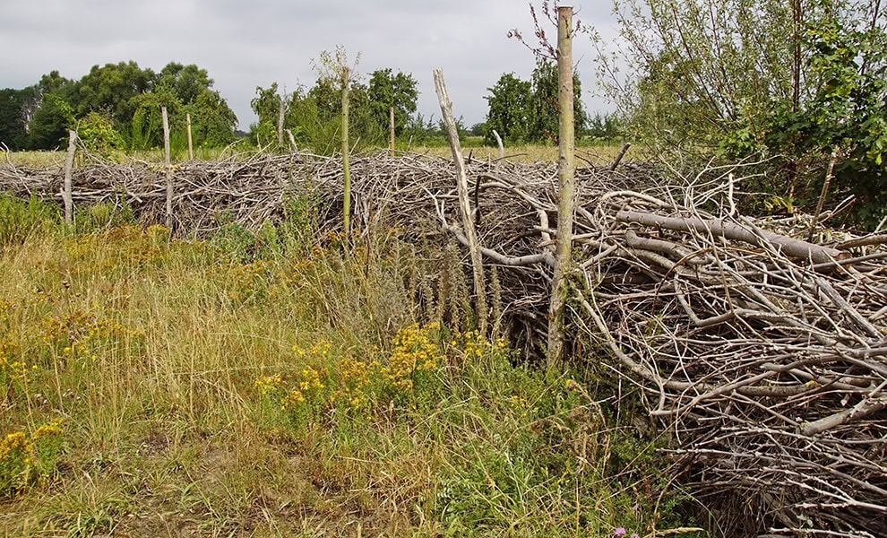 Dead hedge natural habitat