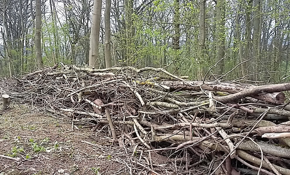 unstructured dead hedge in woodland (Wikimedia Commons)