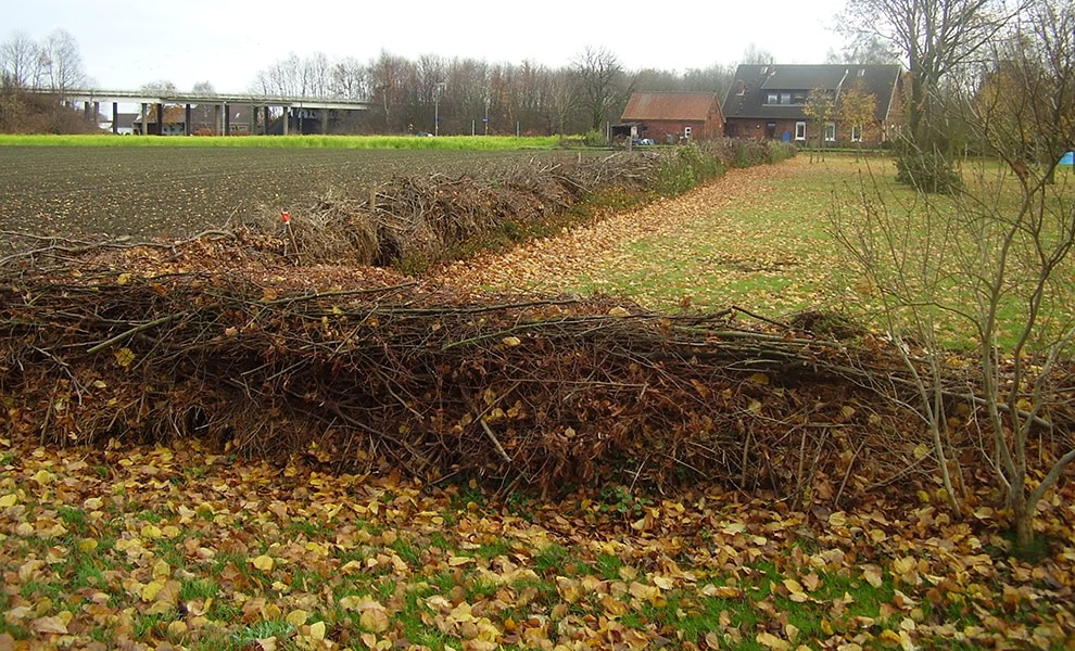 Large Benjes hedge in Germany (Wikimedia Commons)