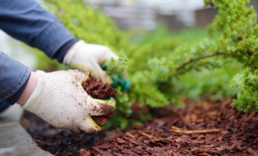 basic autonomy bark chip mulch licenced stock image