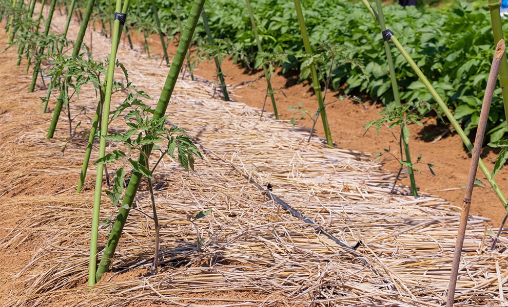 basic autonomy straw or hay for tomatoes licenced stock image