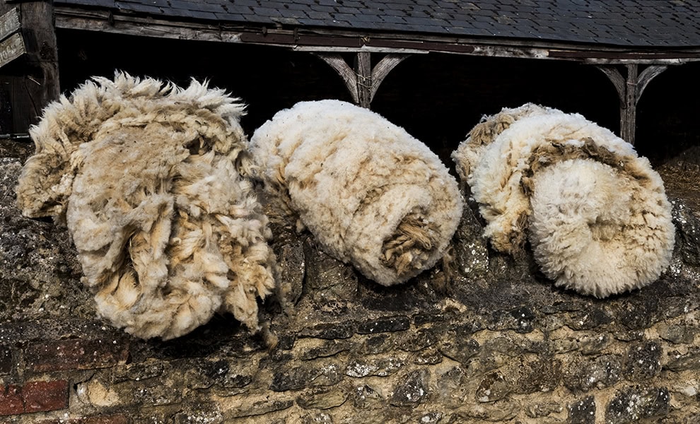 Bundles of sheep's wool fleeces