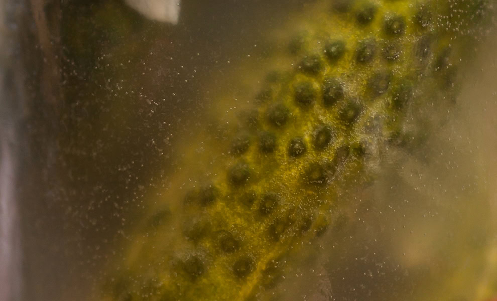 close up of fermenting cucumbers stock image