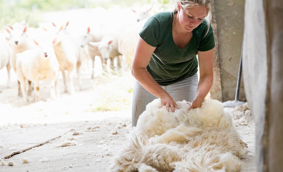 Freshly sheared fleece