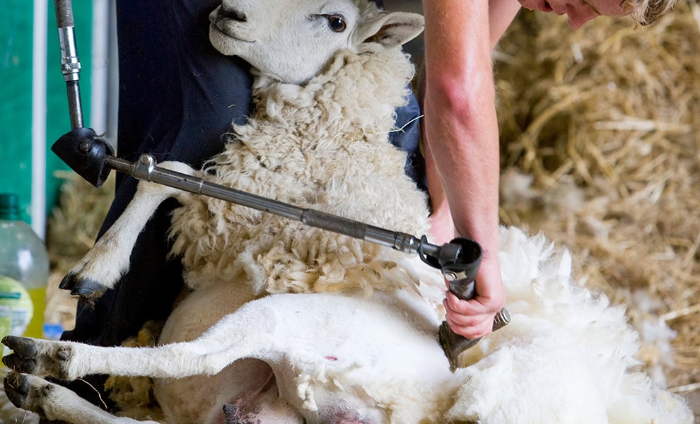 Shearing a sheep