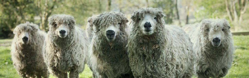 sheep ready for shearing feature image Basic Autonomy