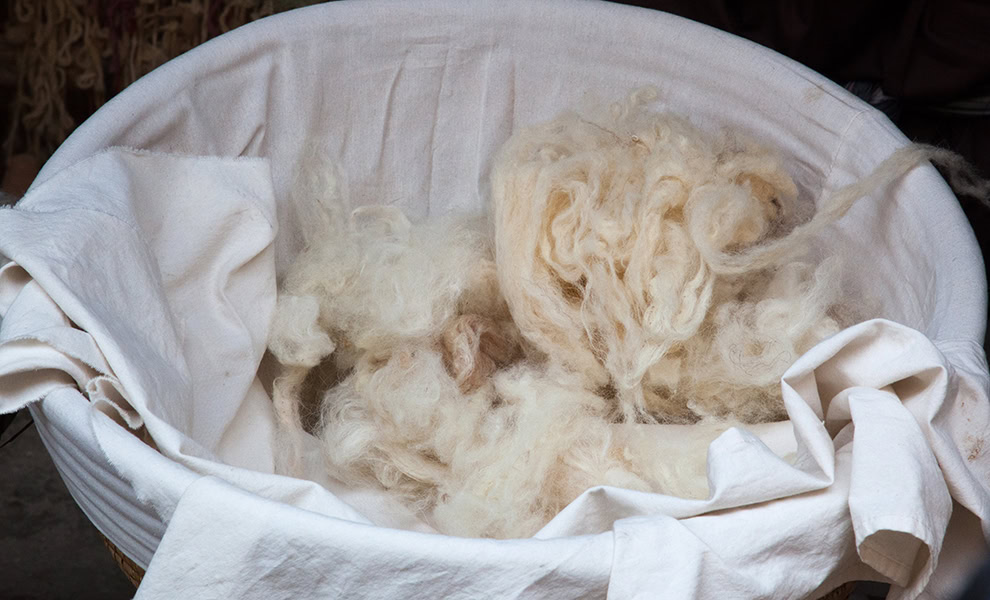Wool ready to be carded or combed