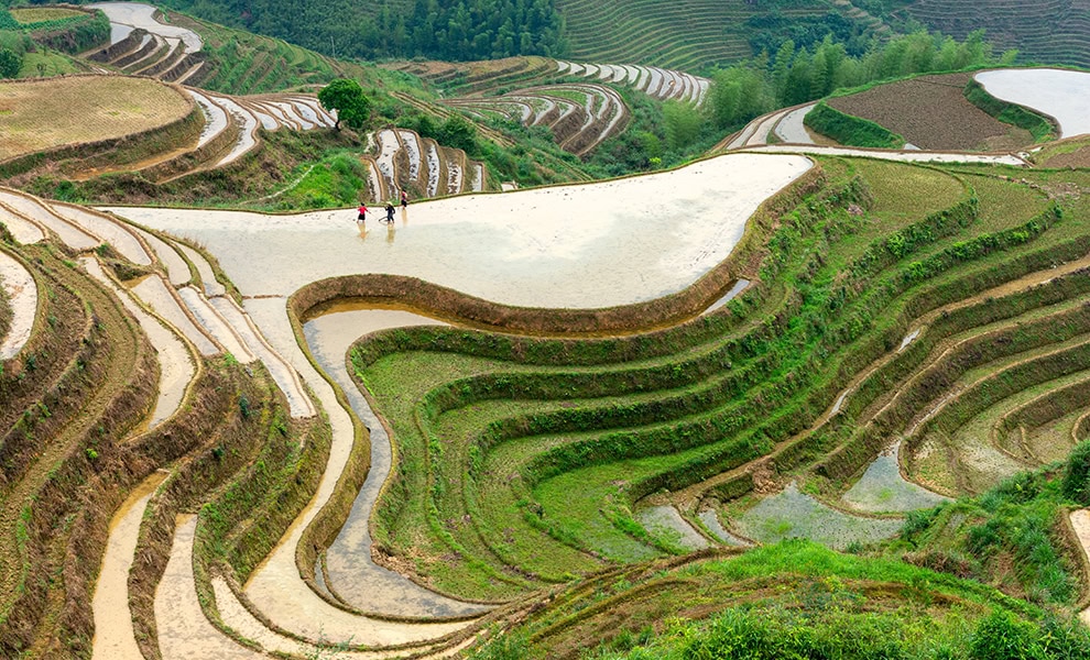yaoshan mountain guilin china rice terrace